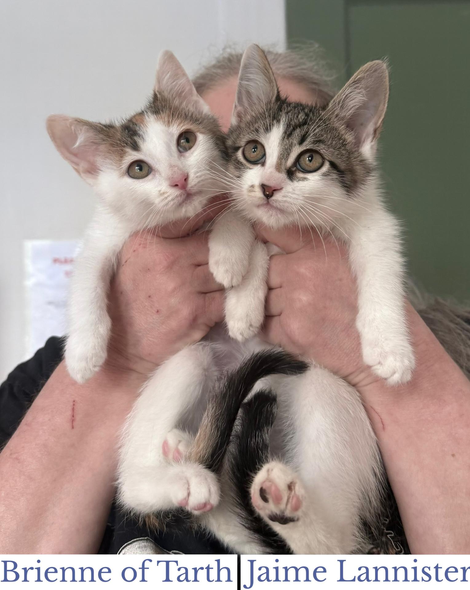 Enlarge Brienne of Tarth, a ADOPTABLE Domestic Short Hair in Berkeley Springs, WV image 6/6