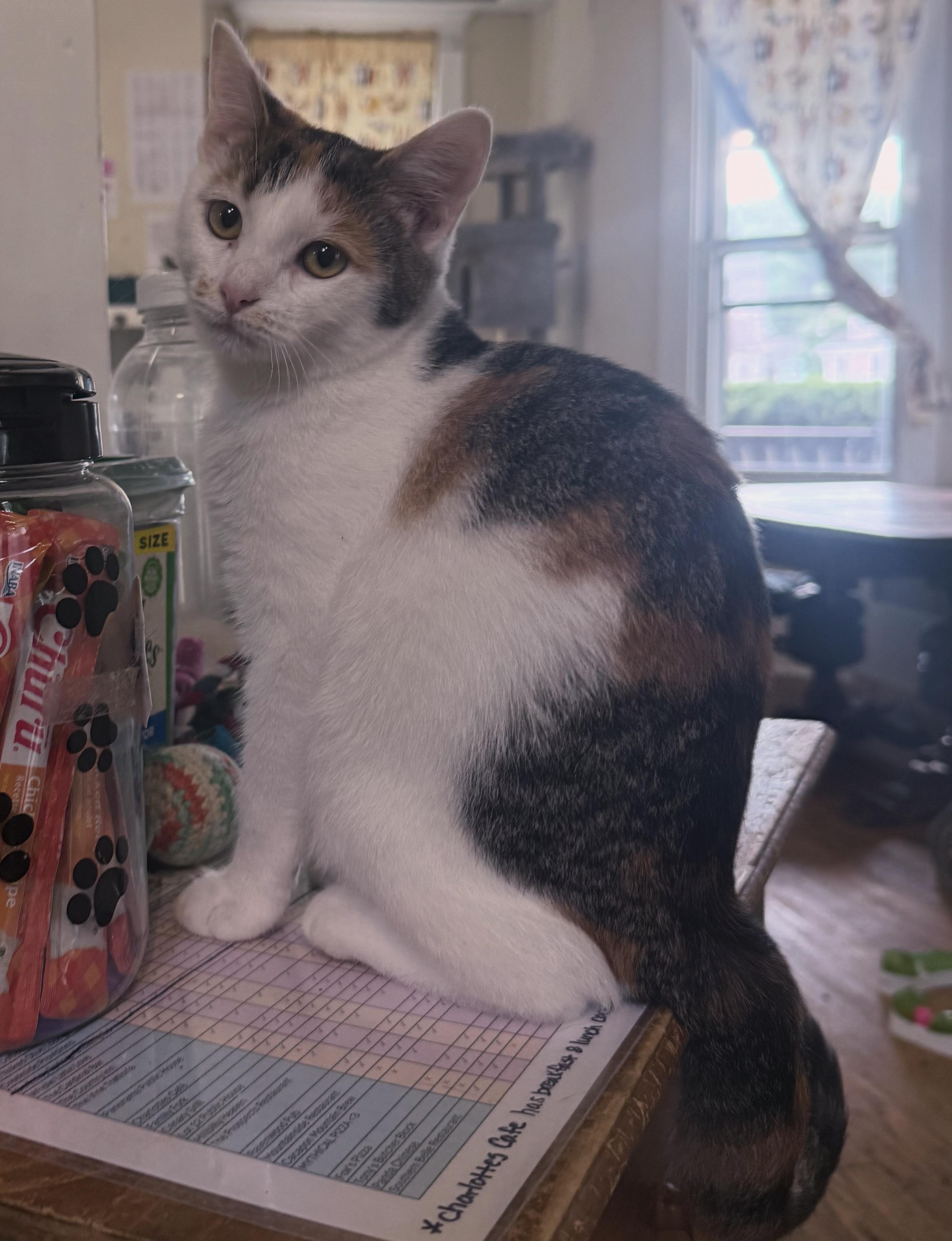Brienne of Tarth, Adopted, Young Female Domestic Short Hair.