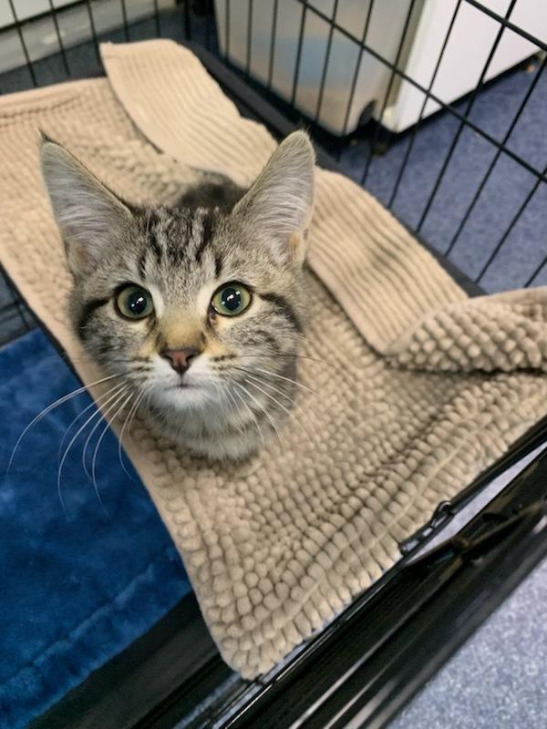 Celeste, Adoptable, Young Female Domestic Short Hair.