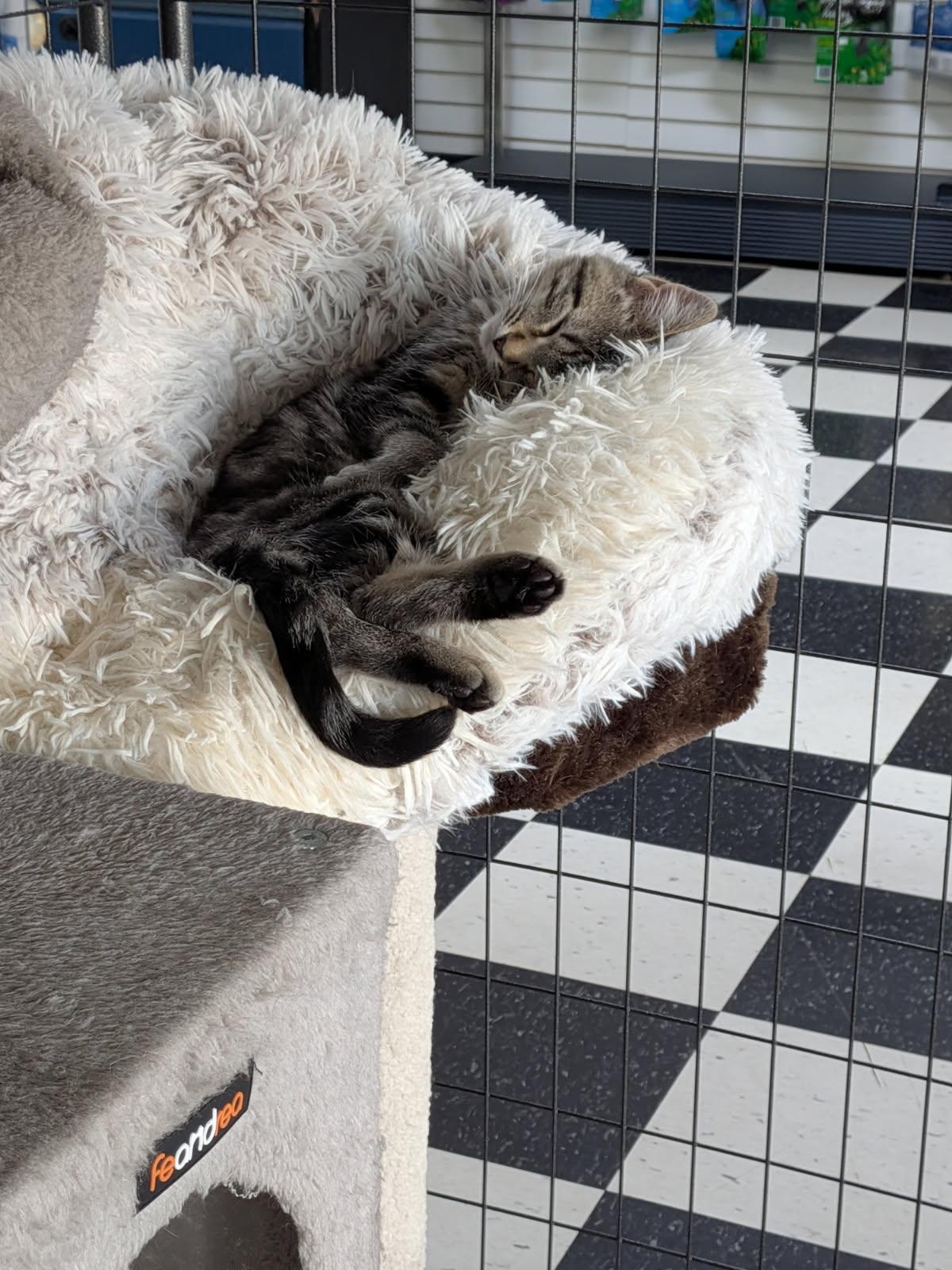 Enlarge Celeste, a Adoptable Domestic Short Hair in wetaskiwin, AB image 2/2