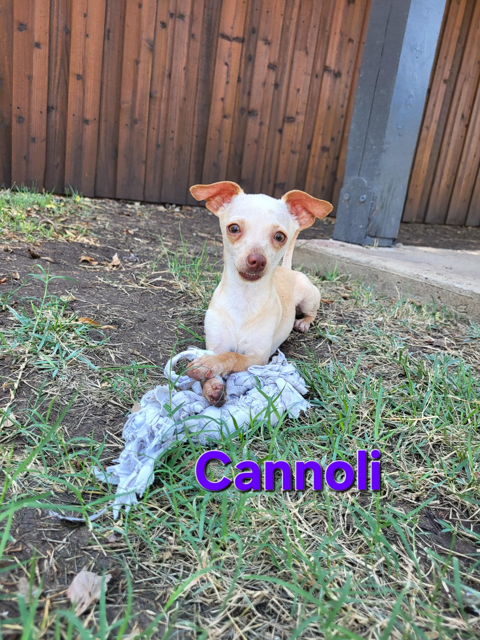 Enlarge Cannoli, a Adoptable Chihuahua in Plano, TX image 1/3