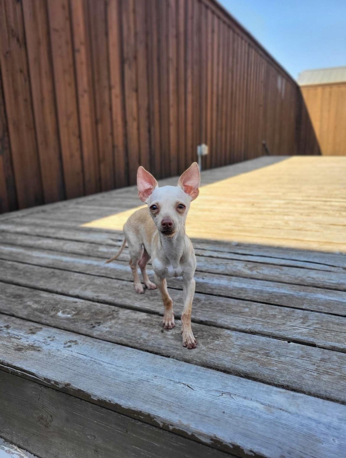 Enlarge Cannoli, a Adoptable Chihuahua in Plano, TX image 3/3