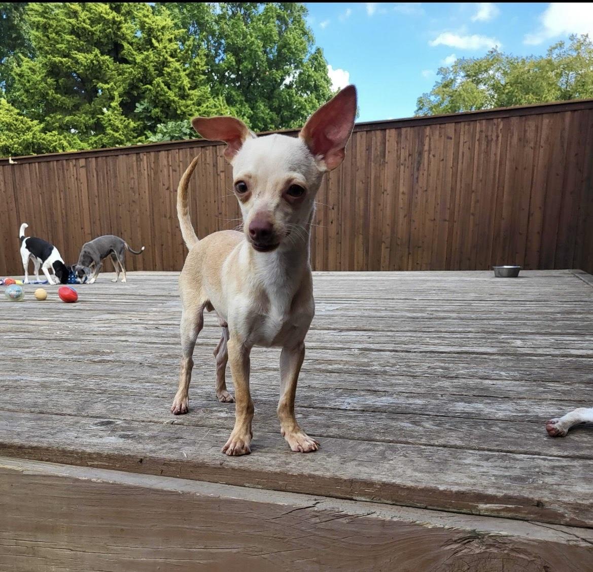 Enlarge Cannoli, a Adoptable Chihuahua in Plano, TX image 2/3