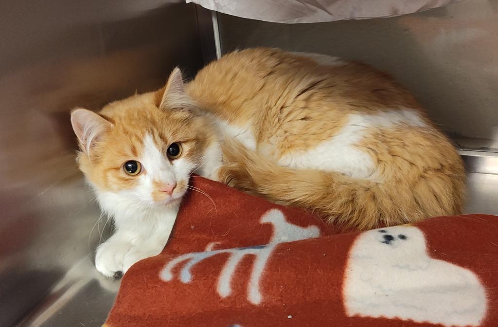 Enlarge Hellen, a Adoptable mixed breed in Grand Forks, ND image 1/1