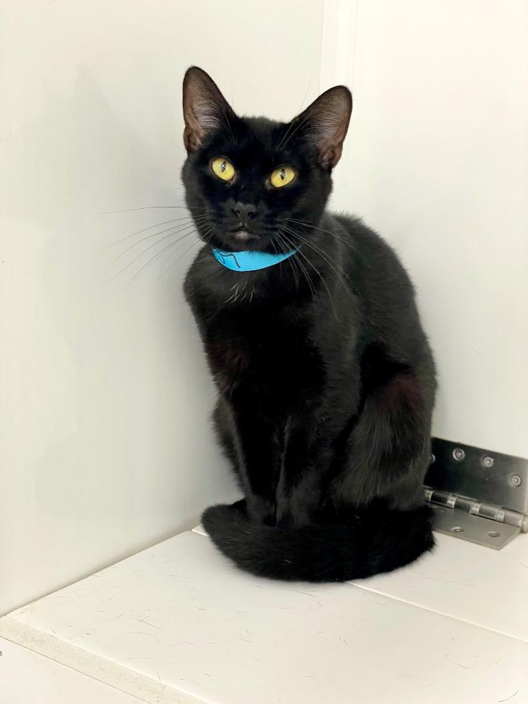 Sissy, Adoptable, Young Female Domestic Short Hair.