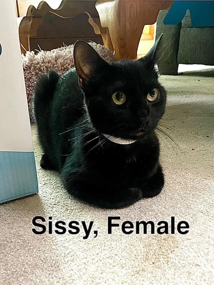 Enlarge Sissy, a Adoptable mixed breed in Glenfield, NY image 2/2