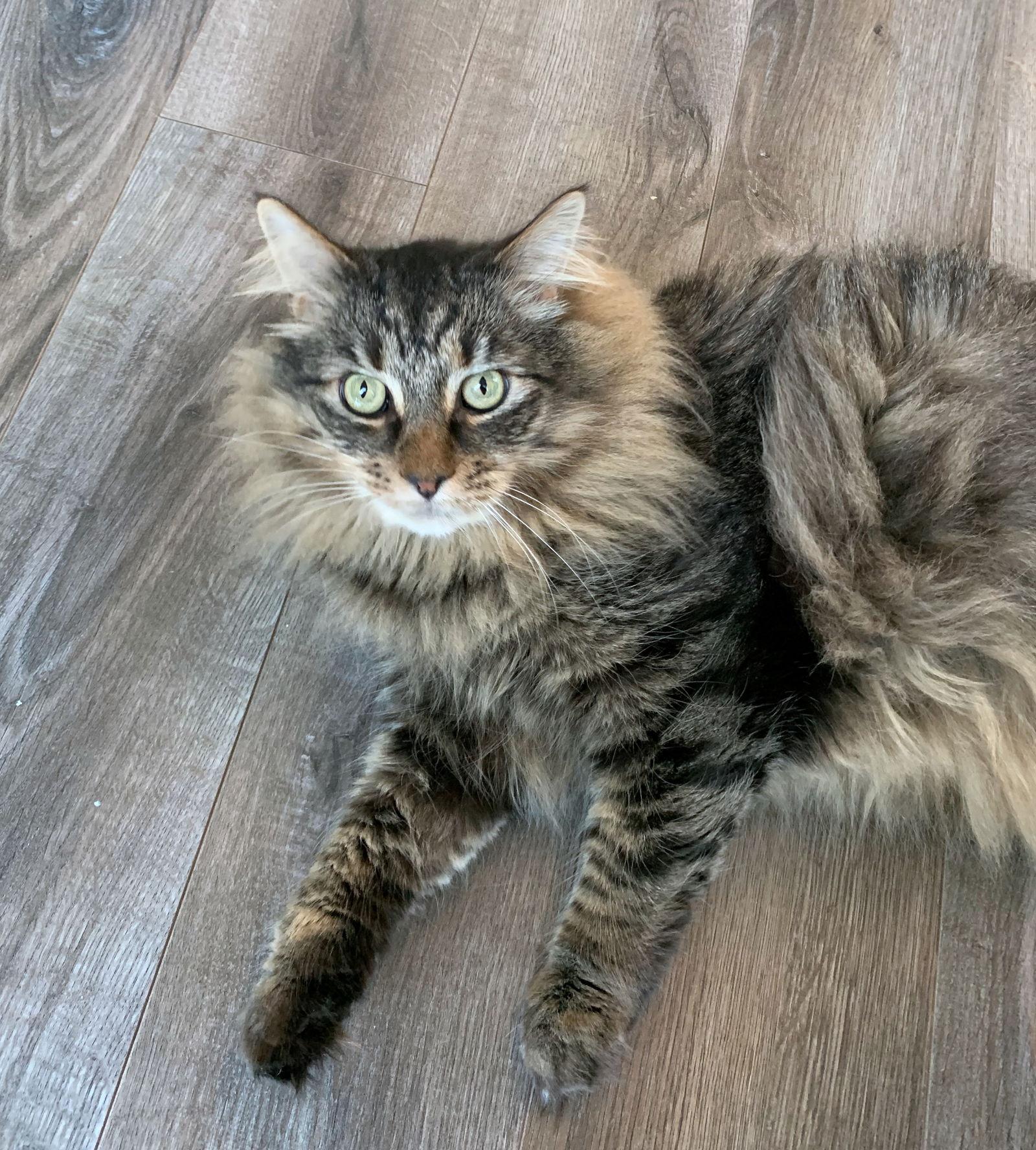 WINSTON #1782 - Offered by Owner - Fluffy Adult, Adoptable, Adult Male Domestic Long Hair & Tabby.