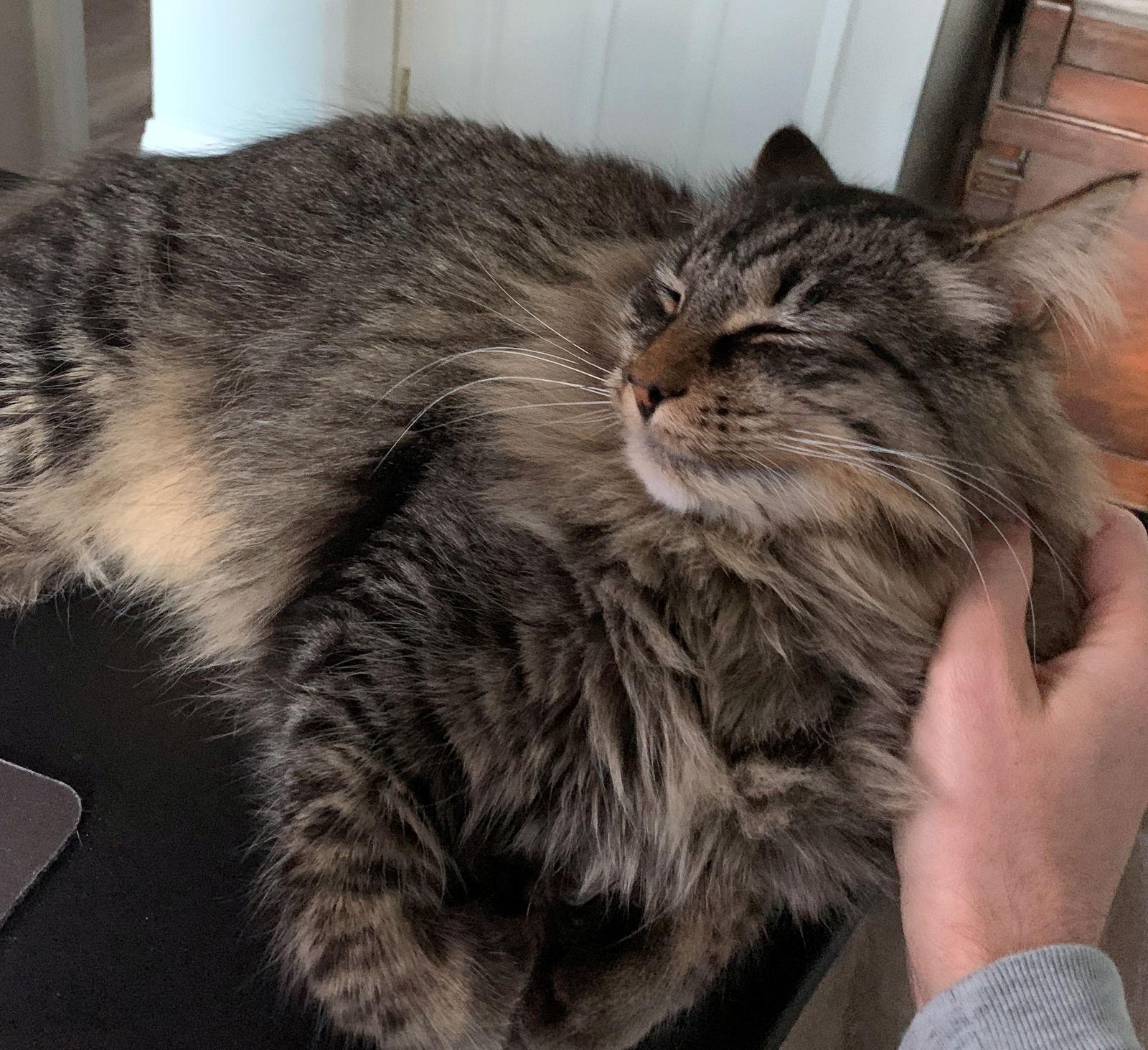 Enlarge WINSTON #1782 - Offered by Owner - Fluffy Adult, a Adoptable mixed breed in Hillsboro, OR image 2/3