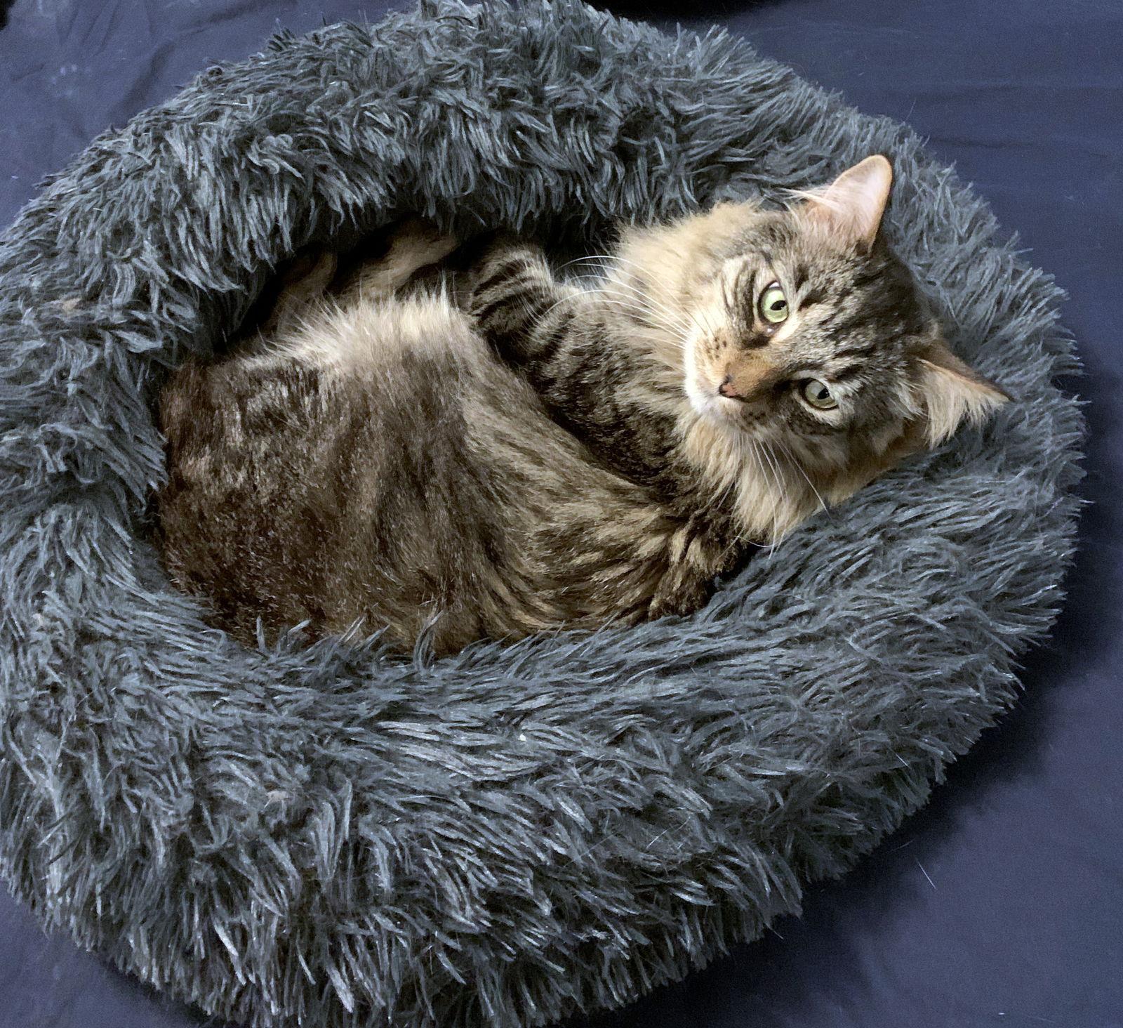 Enlarge WINSTON #1782 - Offered by Owner - Fluffy Adult, a Adoptable mixed breed in Hillsboro, OR image 3/3