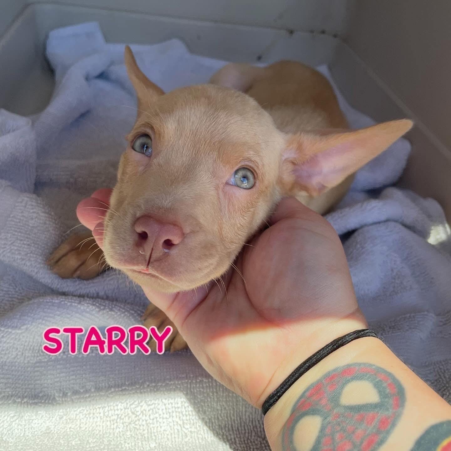 Starry, Adoptable, Puppy Female Carolina Dog.