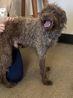 Enlarge Marco, a Adopted mixed breed in Cleveland, OH image 2/2