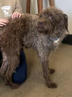 Marco, Adopted, Young Male Standard Poodle.