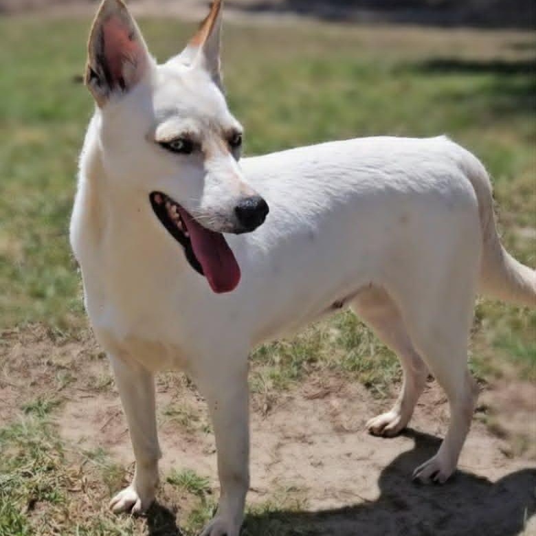 Enlarge Paloma , a ADOPTABLE Mixed Breed in Leesburg, GA image 1/1