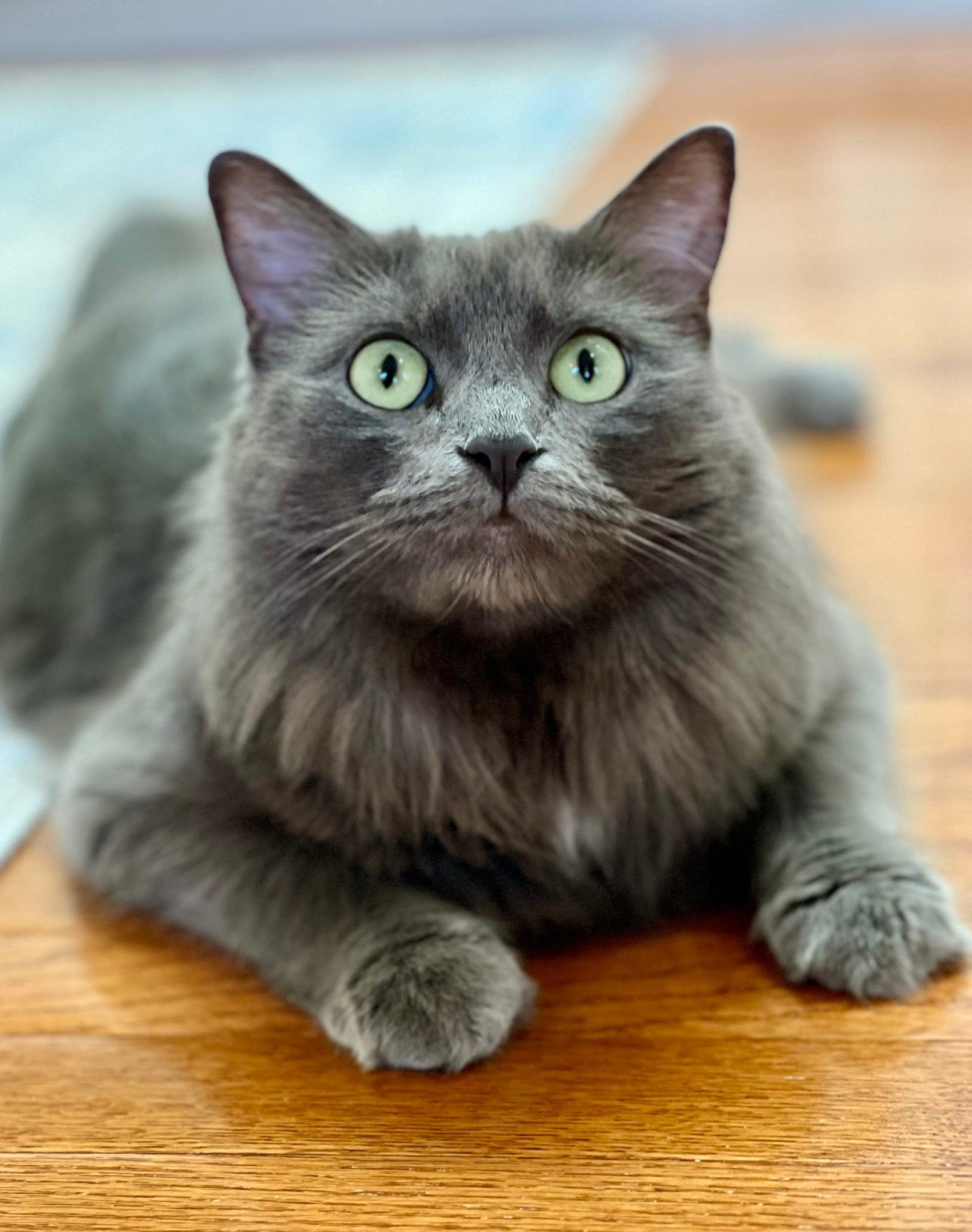 Dolly, a ADOPTABLE Domestic Long Hair in Mount Pleasant, TX image 1/2