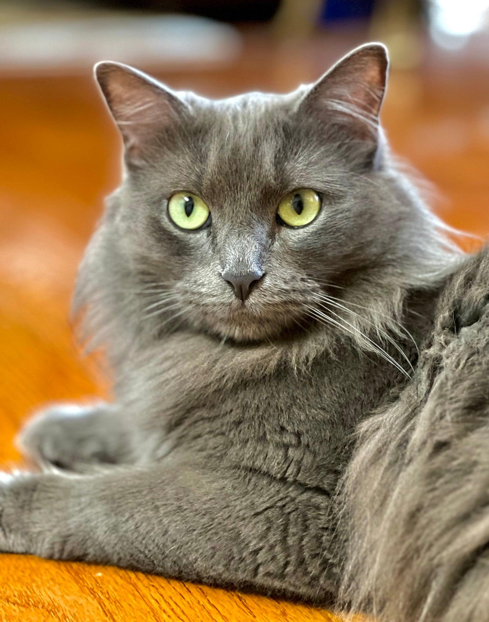 Dolly, a ADOPTABLE Domestic Long Hair in Mount Pleasant, TX image 2/2