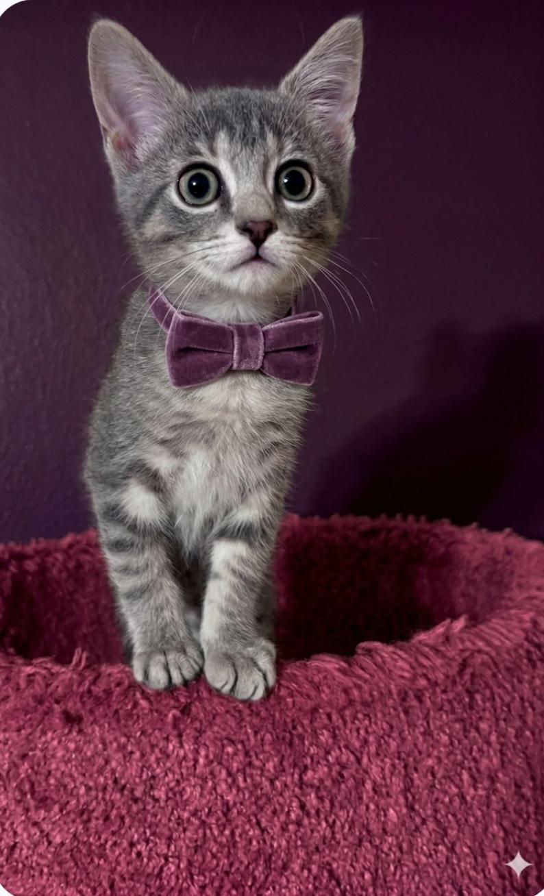 Enlarge Cricket Adopted 10 14 26, a Adoptable Domestic Short Hair in Wyandotte, MI image 5/6
