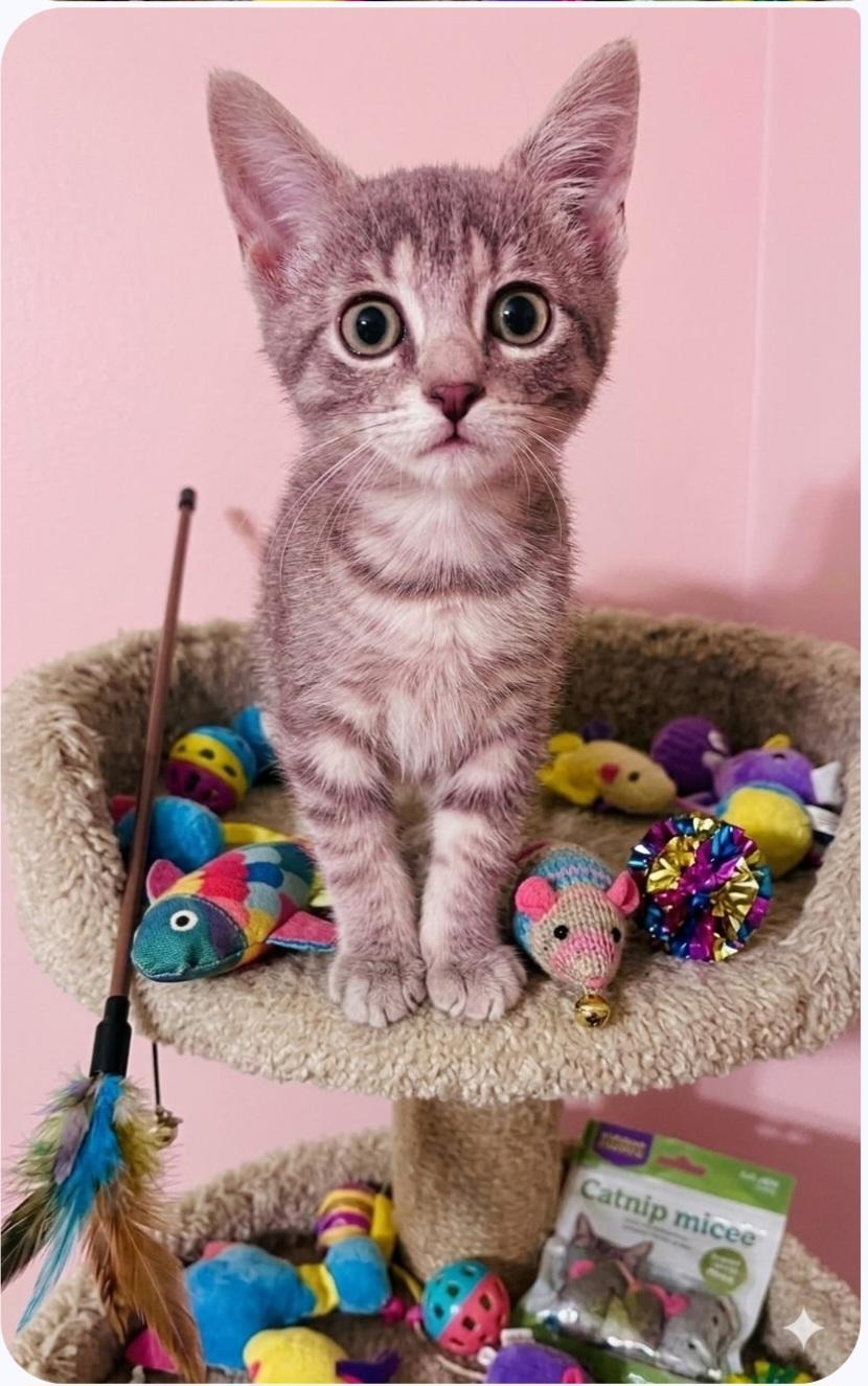 Cricket Adopted 10 14 26, Adoptable, Kitten Female Domestic Short Hair.