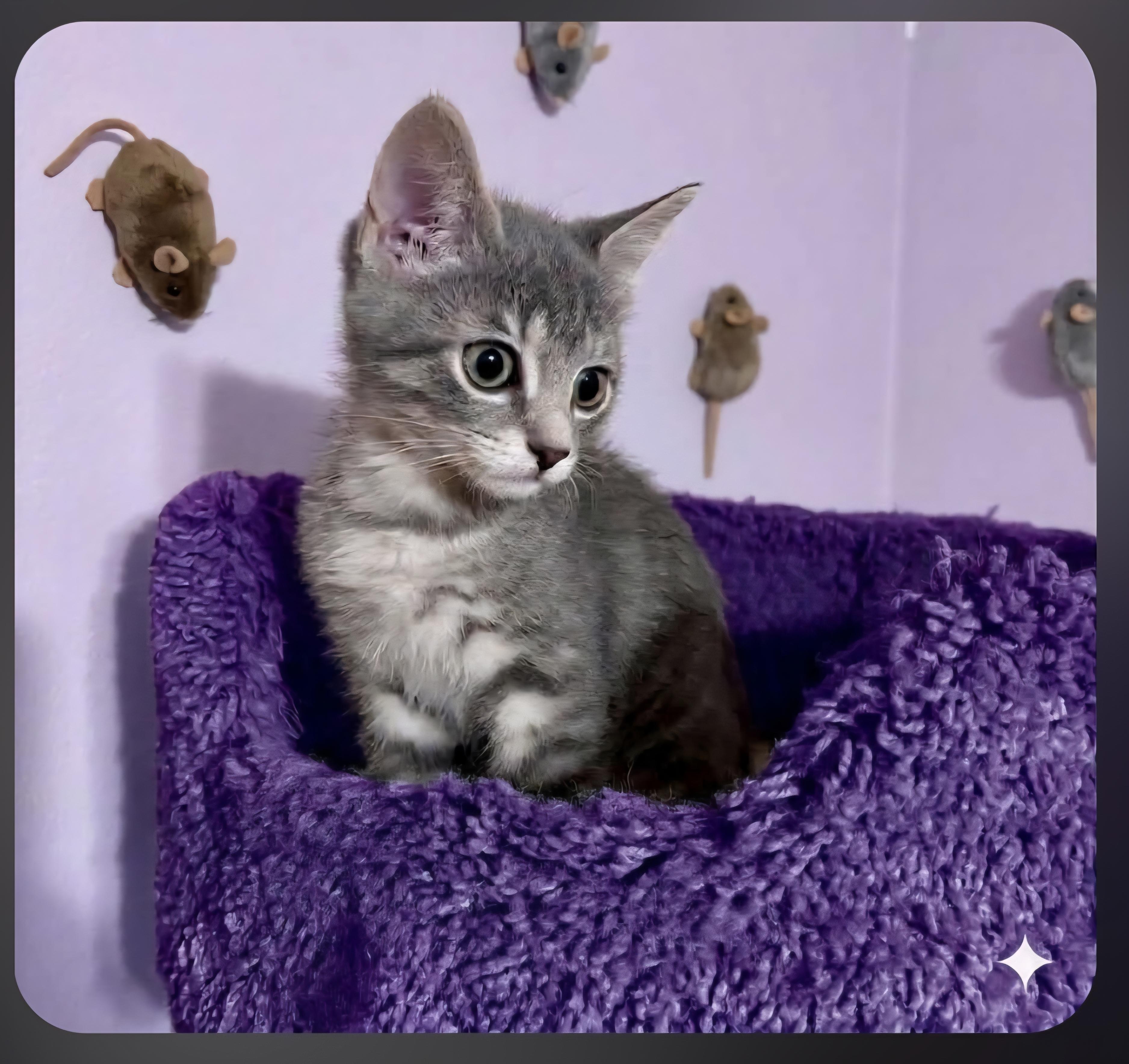Enlarge Cricket Adopted 10 14 26, a Adoptable Domestic Short Hair in Wyandotte, MI image 6/6