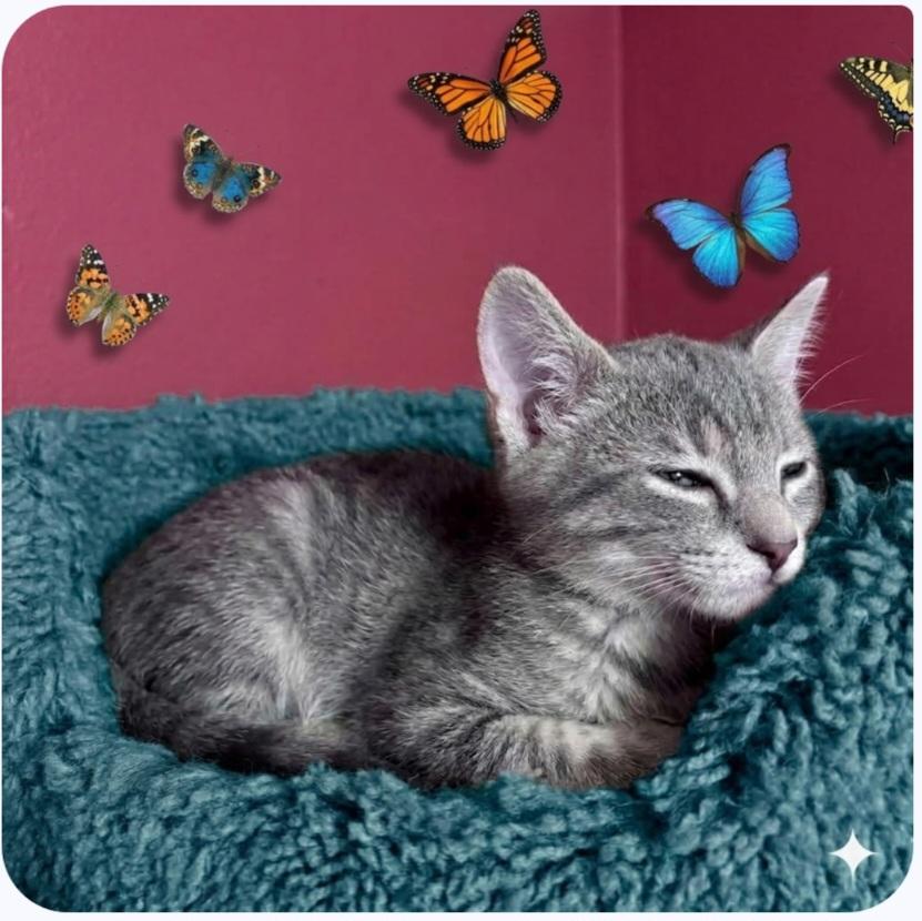 Enlarge Cricket Adopted 10 14 26, a Adoptable Domestic Short Hair in Wyandotte, MI image 2/6