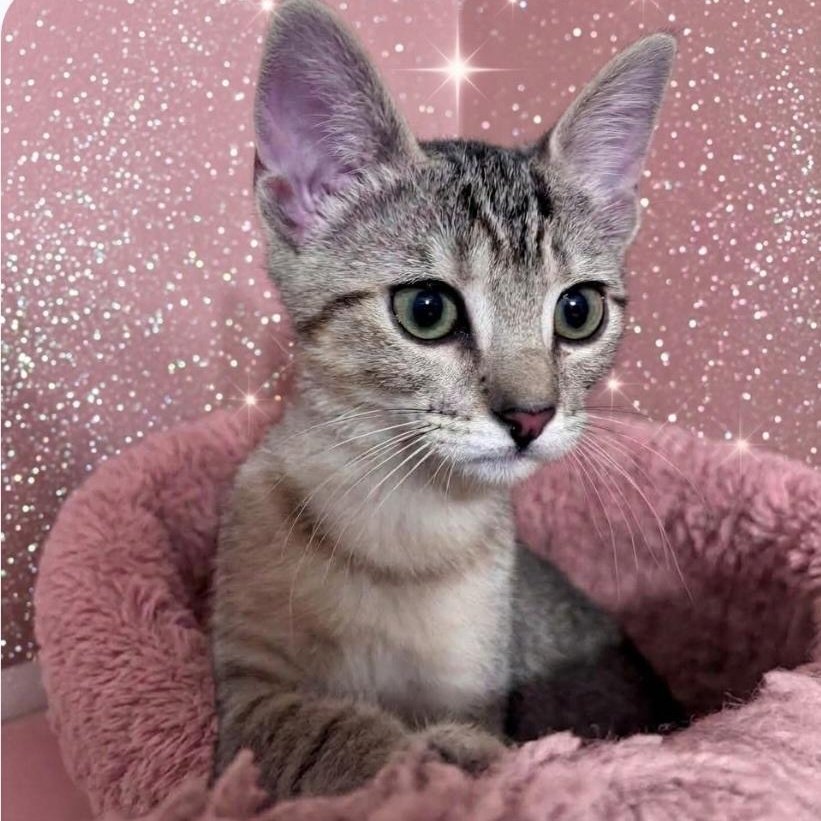 Enlarge Cricket Adopted 10 14 26, a Adoptable Domestic Short Hair in Wyandotte, MI image 4/6