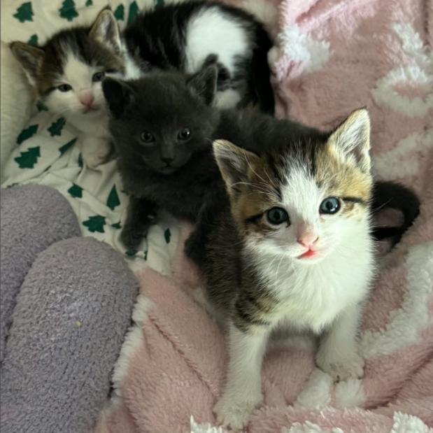Dijon, Adoptable, Kitten Male Domestic Short Hair.