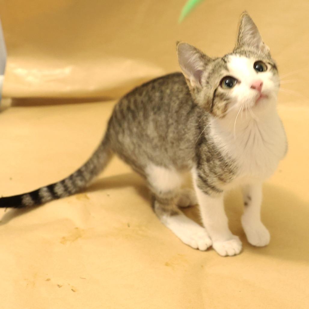 Dijon, a Adoptable Domestic Short Hair in Layton, UT image 2/6