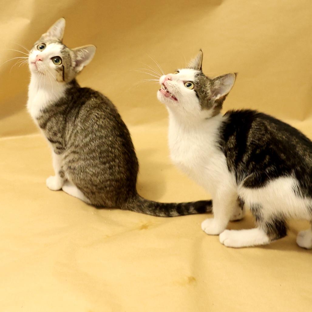 Dijon, a Adoptable Domestic Short Hair in Layton, UT image 3/6