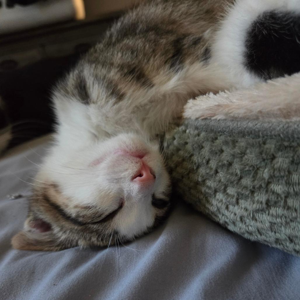 Dijon, a Adoptable Domestic Short Hair in Layton, UT image 4/6