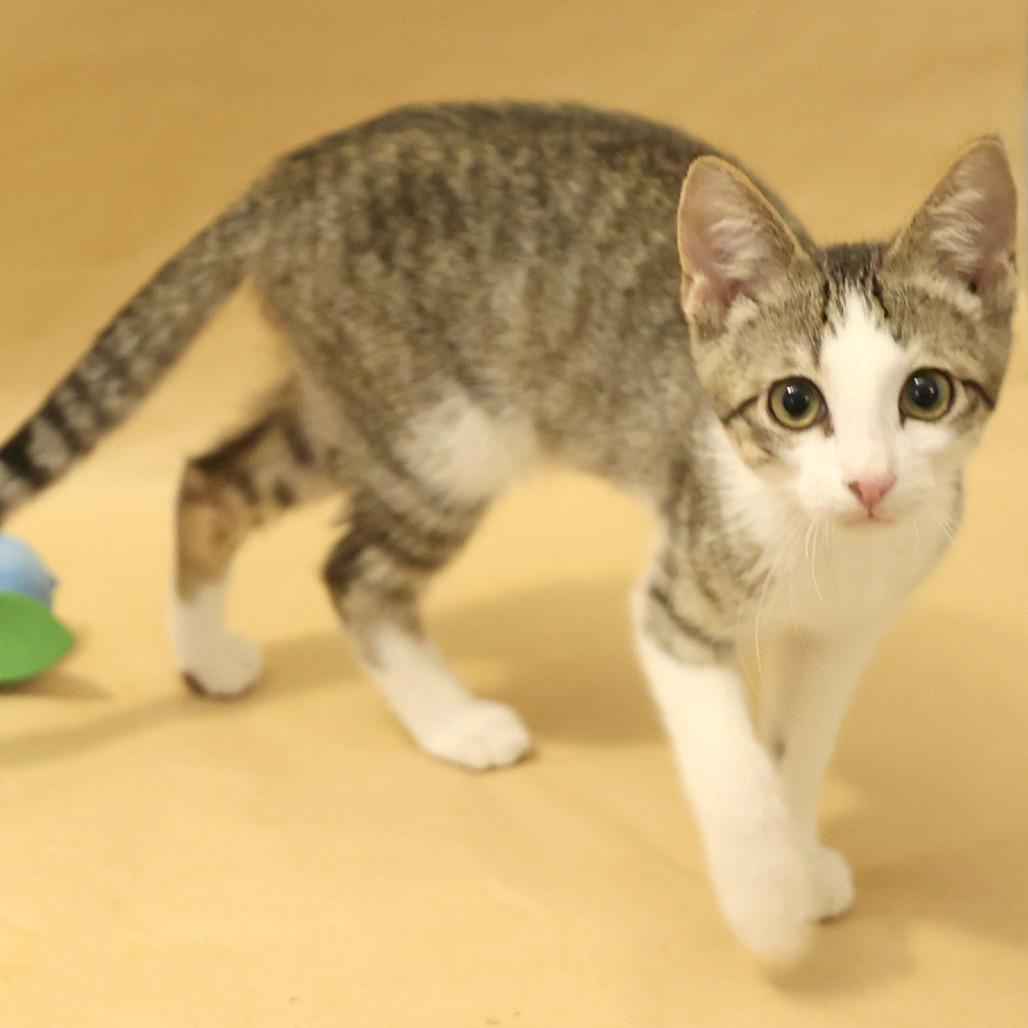 Dijon, a Adoptable Domestic Short Hair in Layton, UT image 5/6