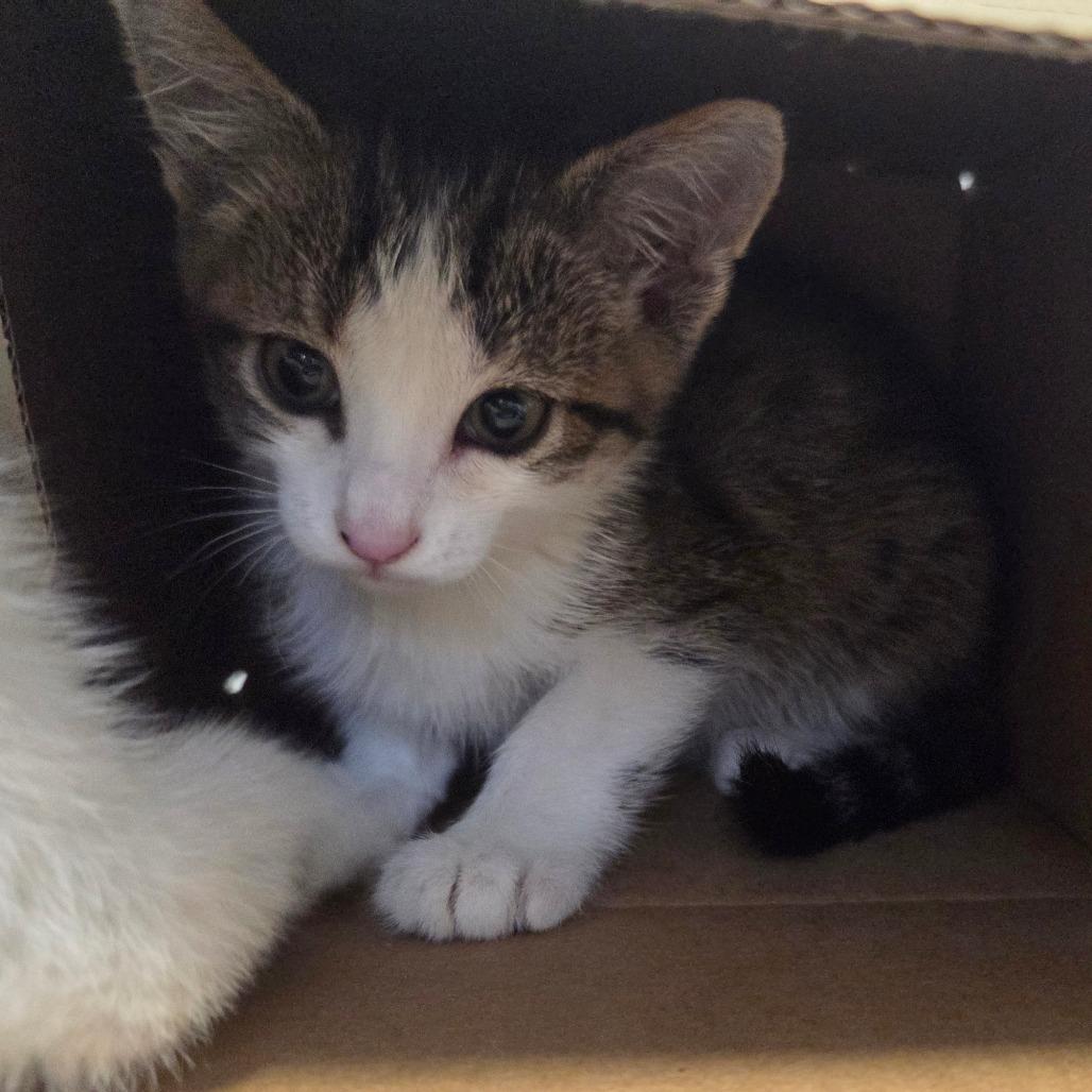 Dijon, a Adoptable Domestic Short Hair in Layton, UT image 6/6