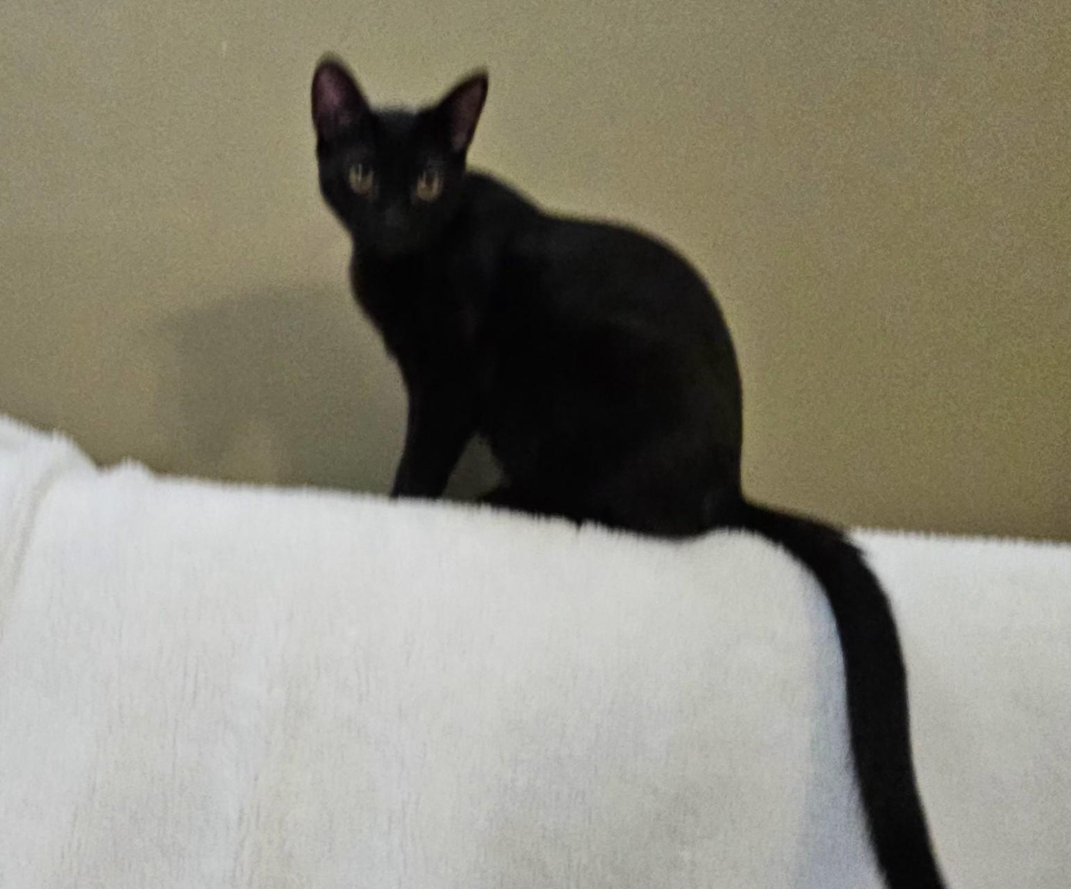 Enlarge Louis, a Adoptable mixed breed in South Amboy, NJ image 2/2