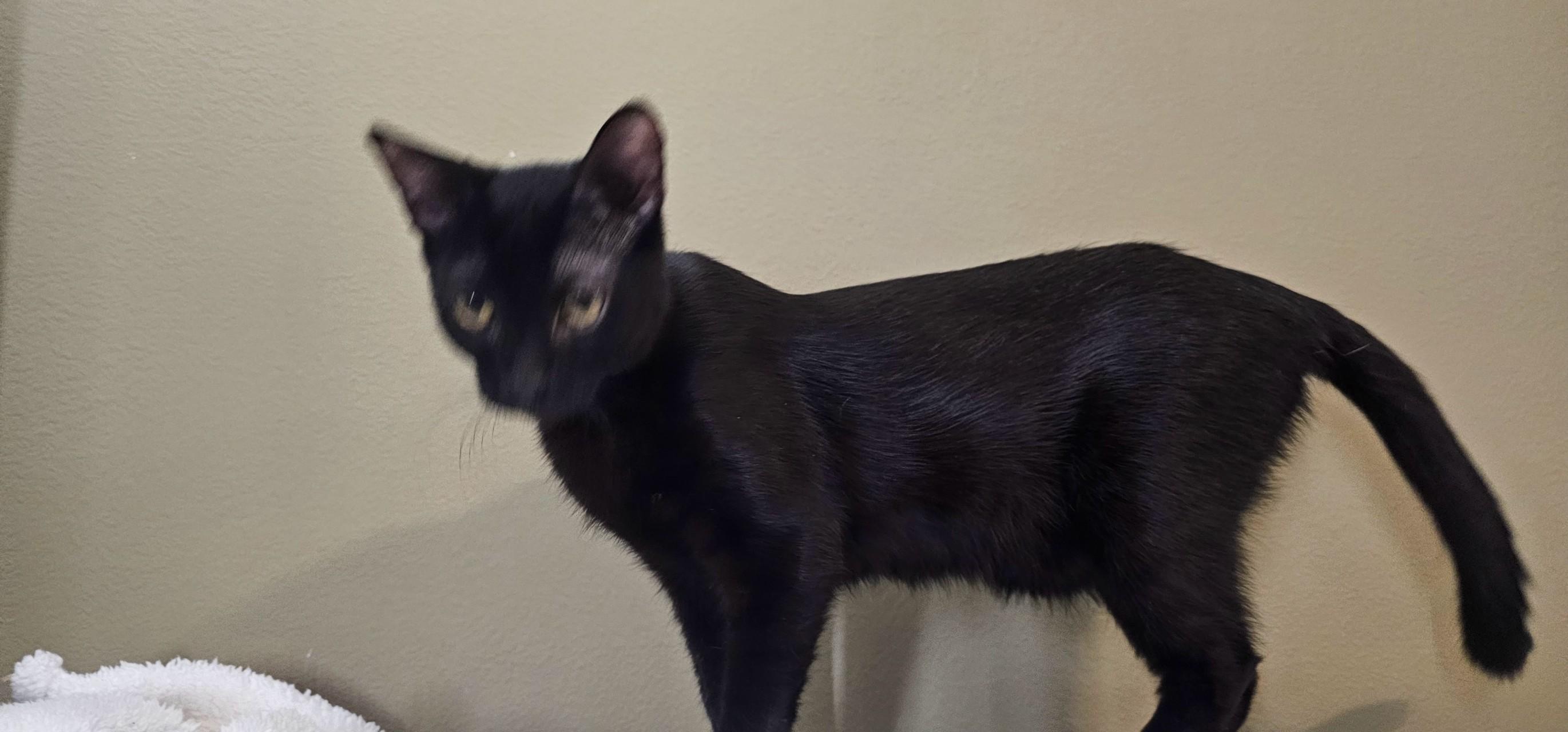 Louis, Adoptable, Kitten Male Bombay & Domestic Short Hair.