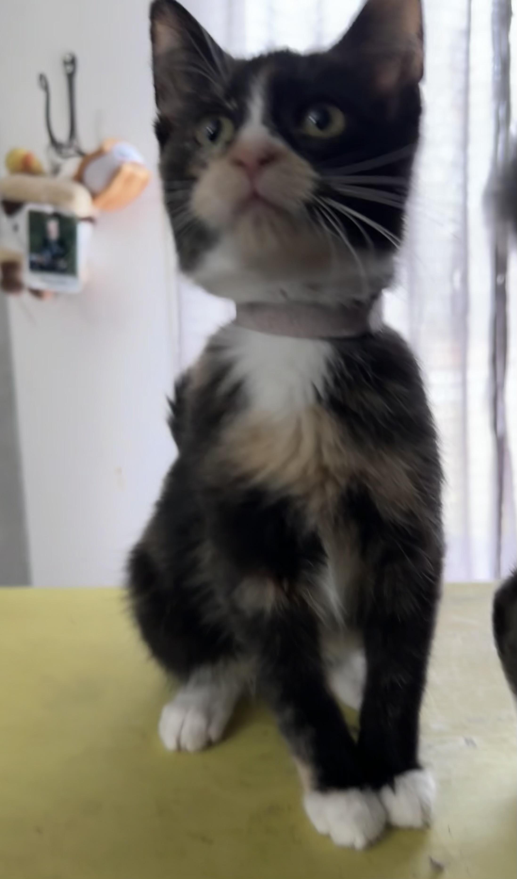 Bubbles, a Adoptable Calico in Milwaukee, WI image 1/5