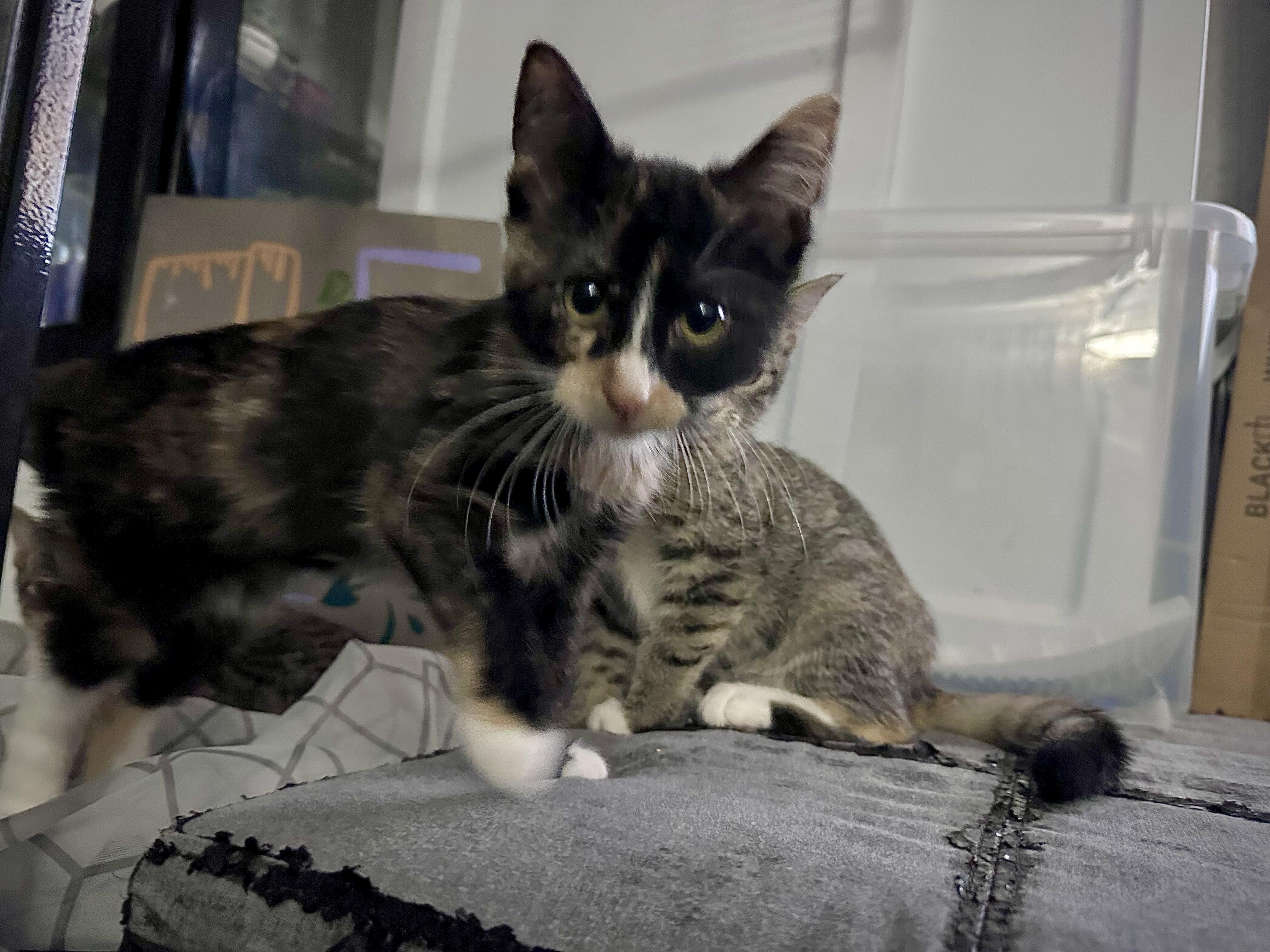 Bubbles, Adoptable, Kitten Female Calico.