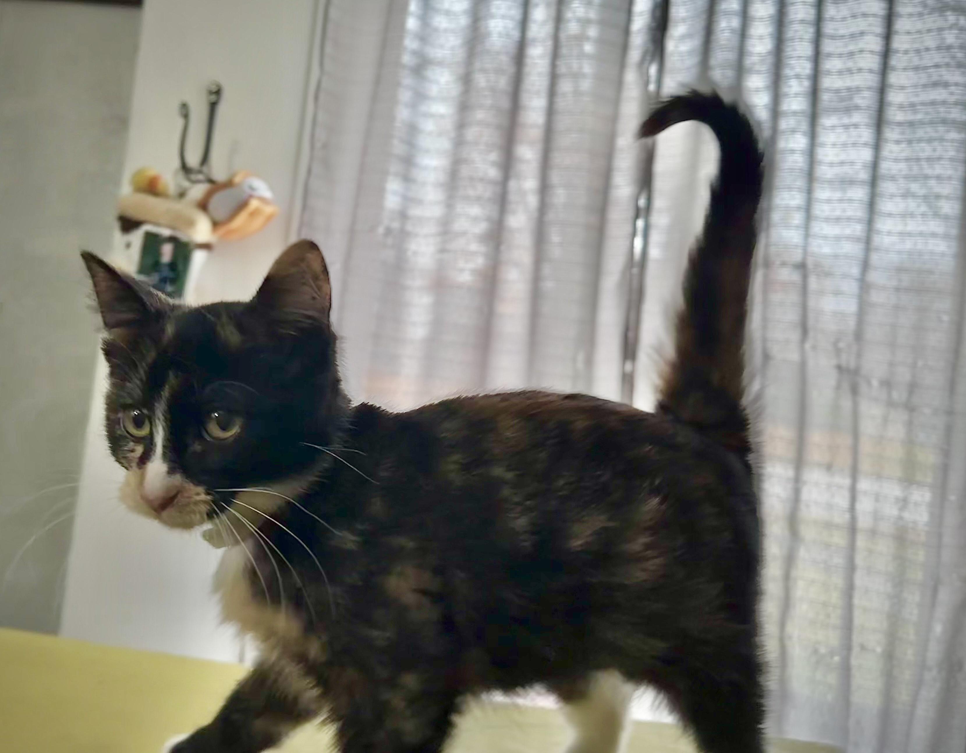 Bubbles, a Adoptable Calico in Milwaukee, WI image 3/5