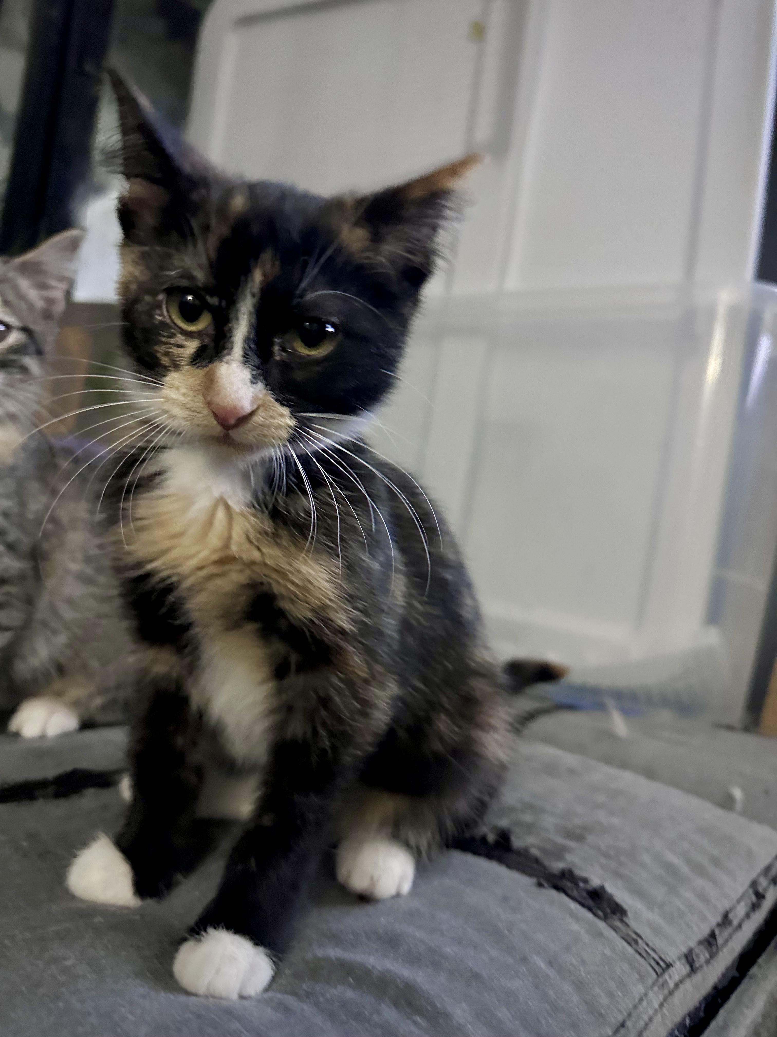 Bubbles, a Adoptable Calico in Milwaukee, WI image 4/5