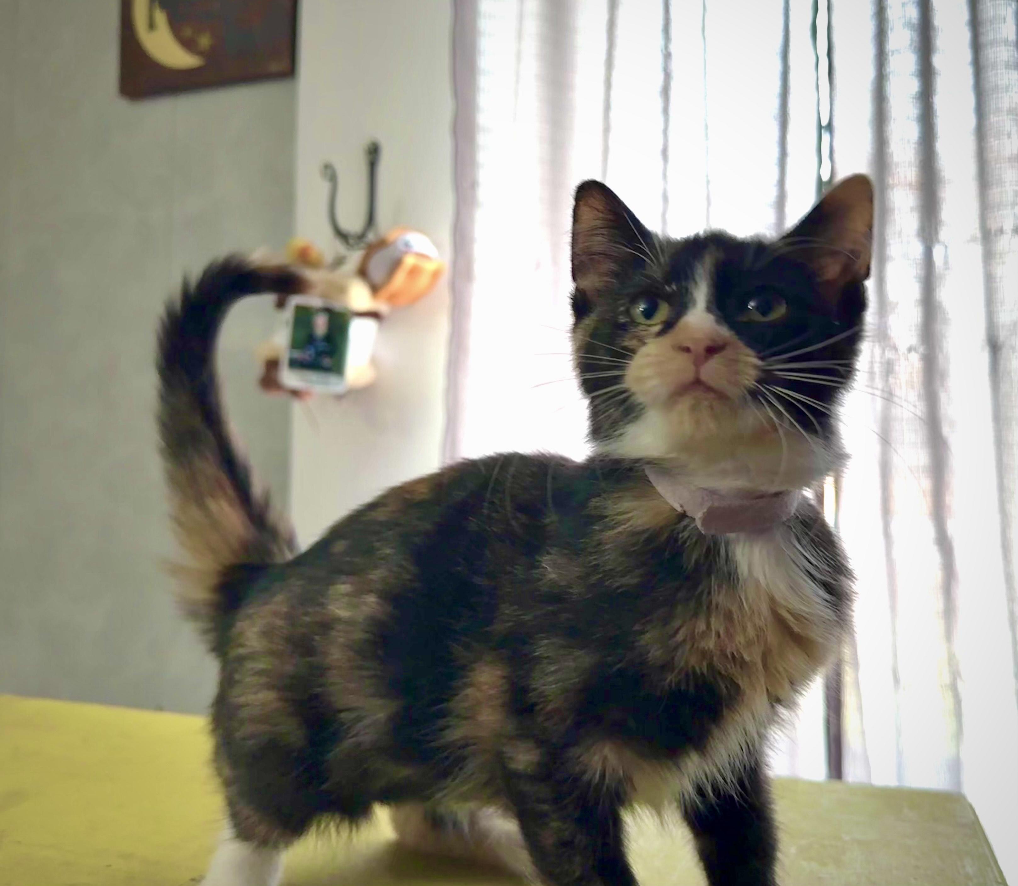 Bubbles, a Adoptable Calico in Milwaukee, WI image 5/5