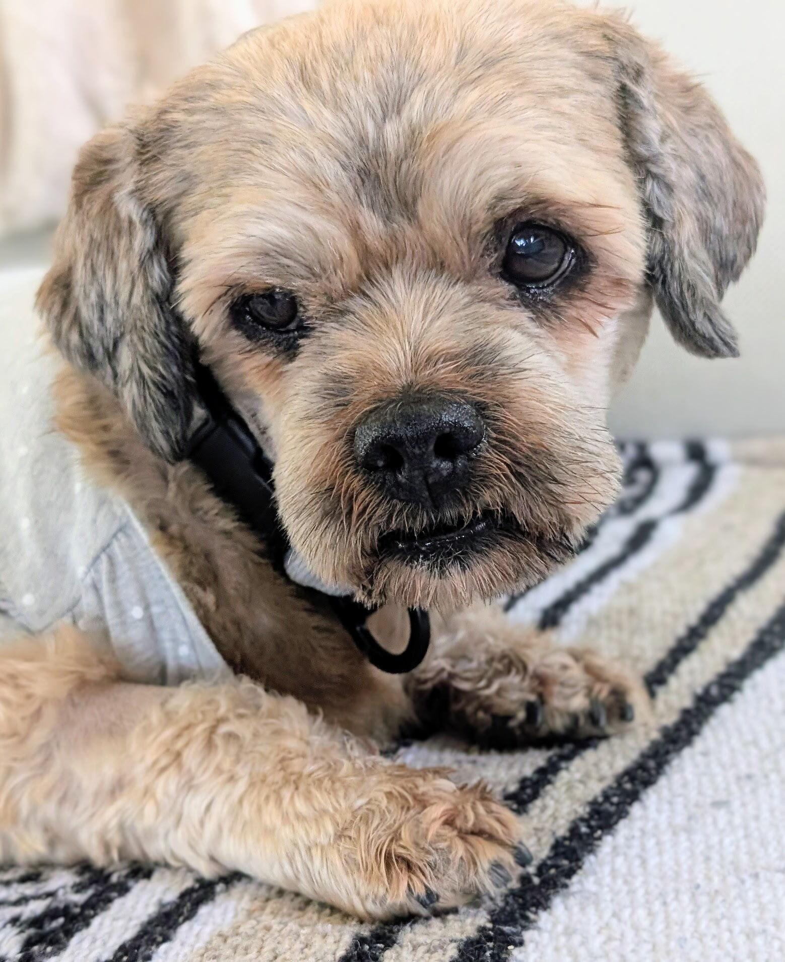 Enlarge Bentley, an adopted mixed breed in Los Angeles, CA image 3/4