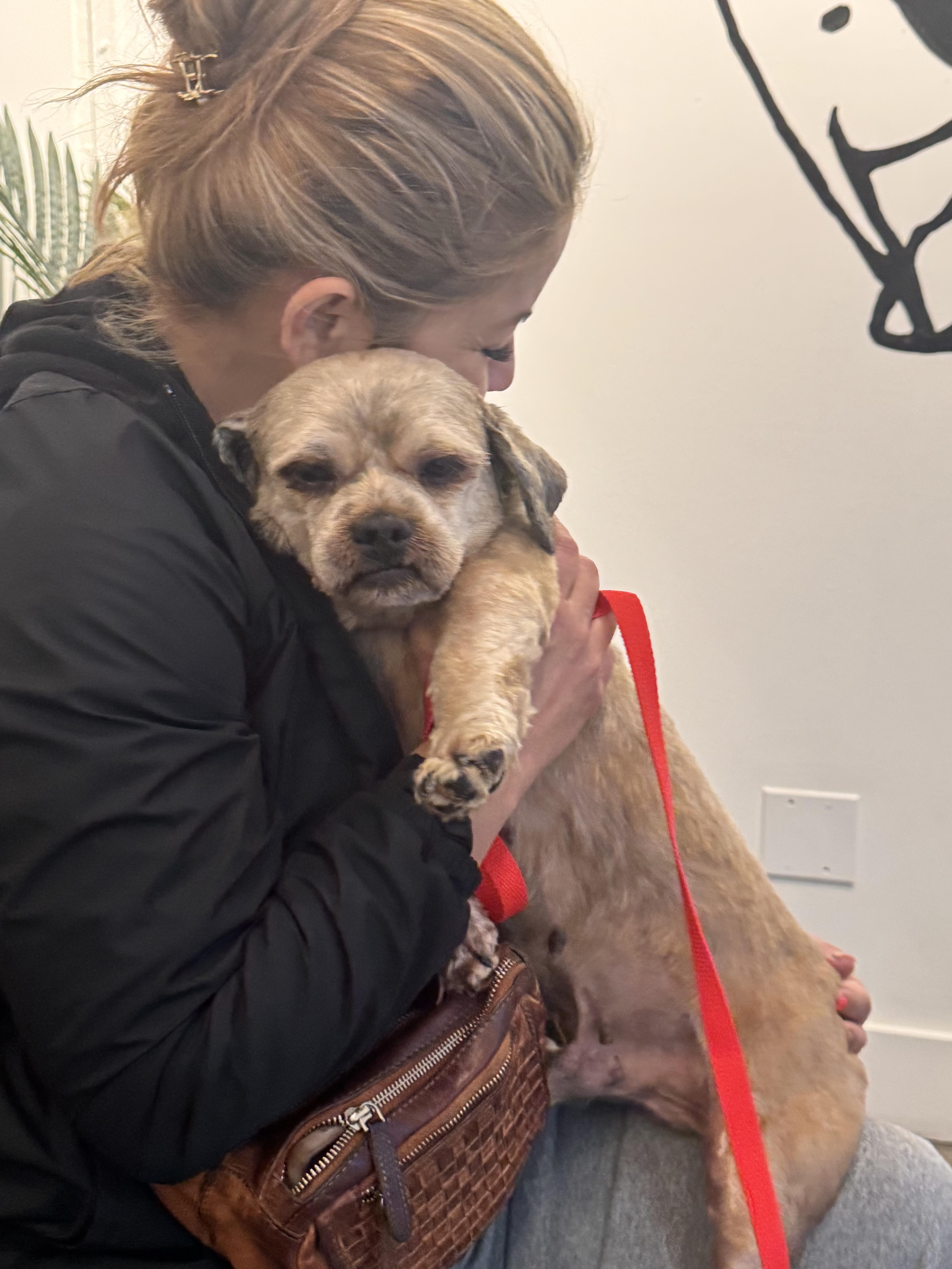 Enlarge Bentley, an adopted mixed breed in Los Angeles, CA image 4/4