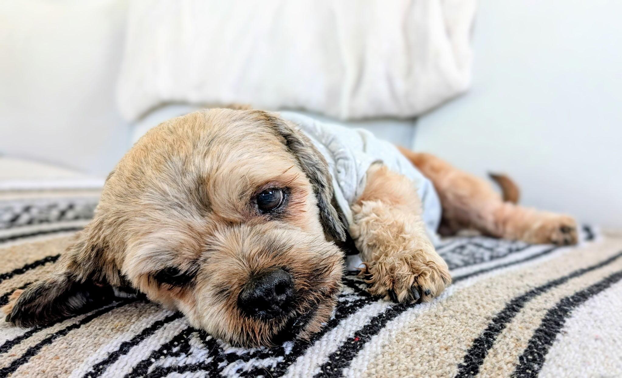 Enlarge Bentley, an adopted mixed breed in Los Angeles, CA image 2/4