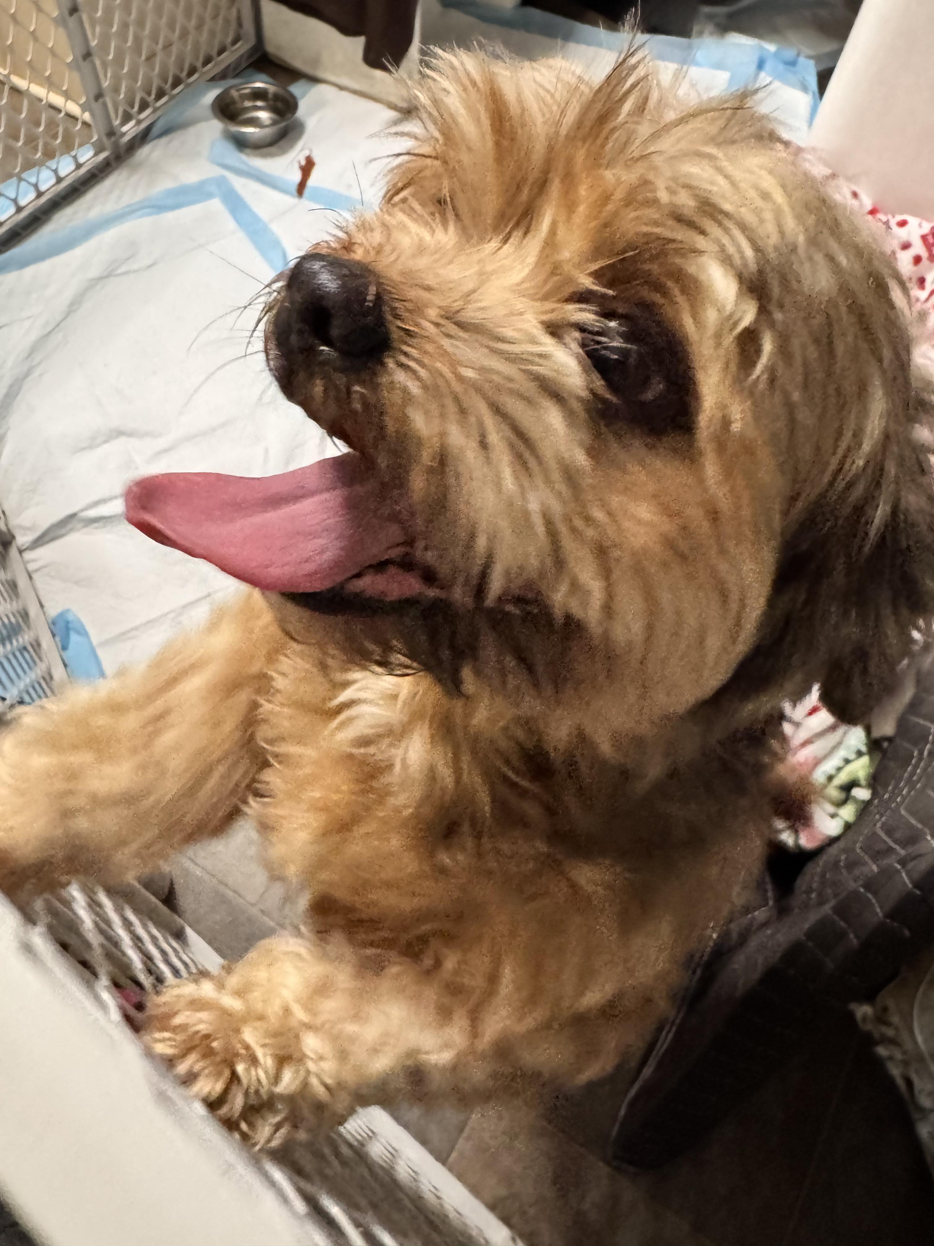Bentley, adopted, Adult Male Shih Tzu & Lhasa Apso.