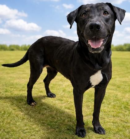 Molly, ADOPTABLE, Adult Female Black Labrador Retriever.