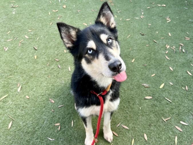 BLEU, Adoptable, Adult Female Siberian Husky.