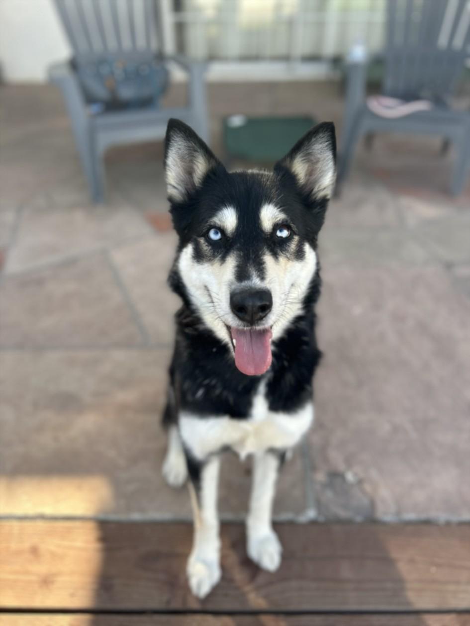 BLEU, Adoptable, Adult Female Siberian Husky.