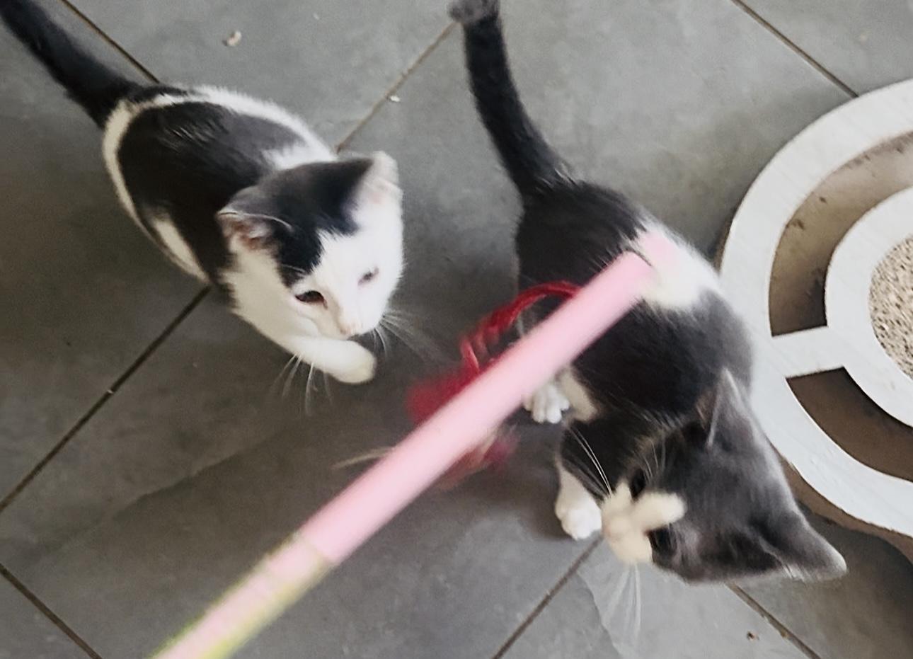 Penelope and Baby dreamer