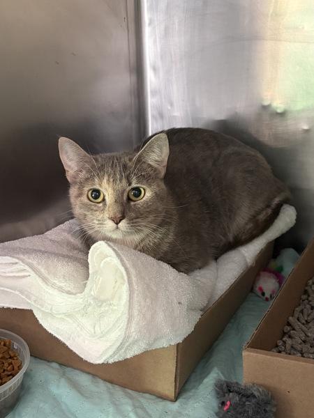 Sky High, Adoptable, Young Female Domestic Short Hair.
