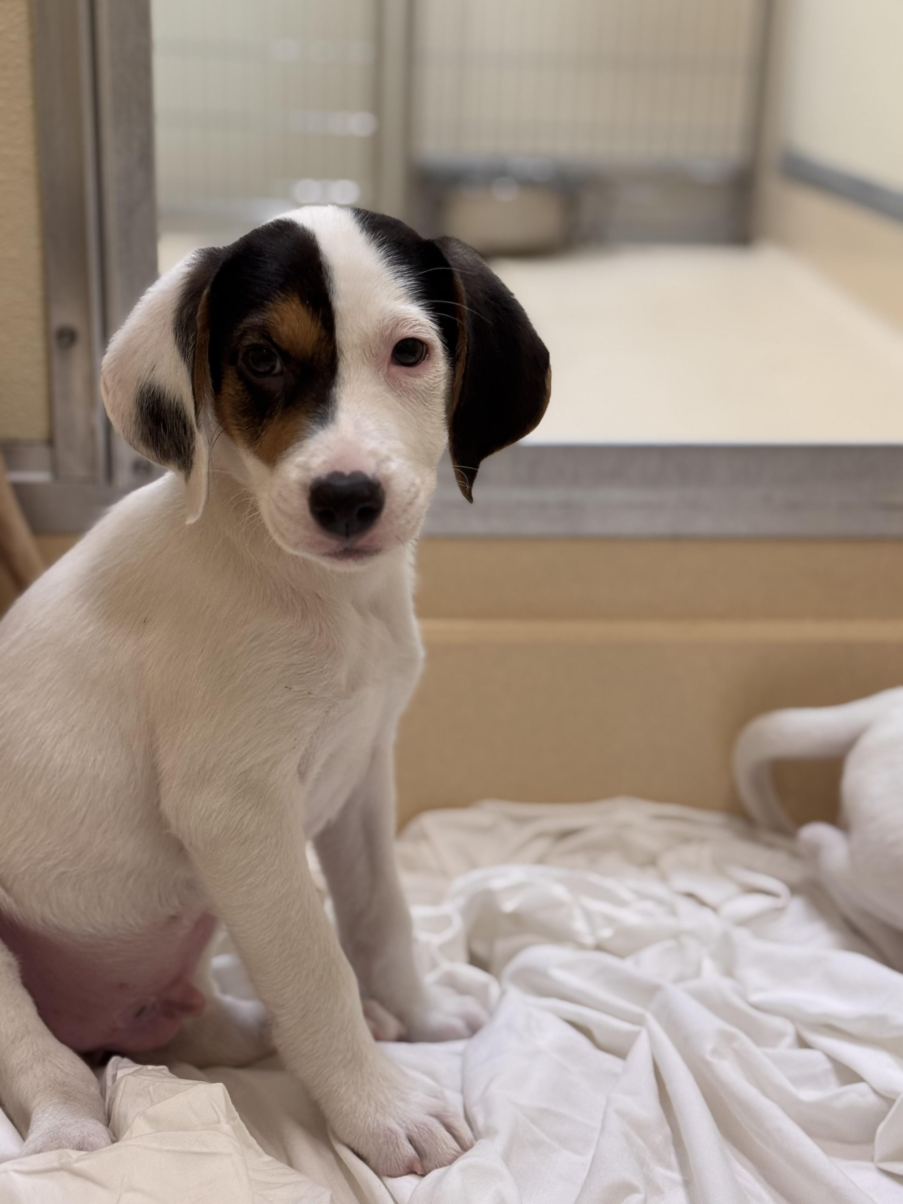 Ketchup, adopted, Young Male Hound.
