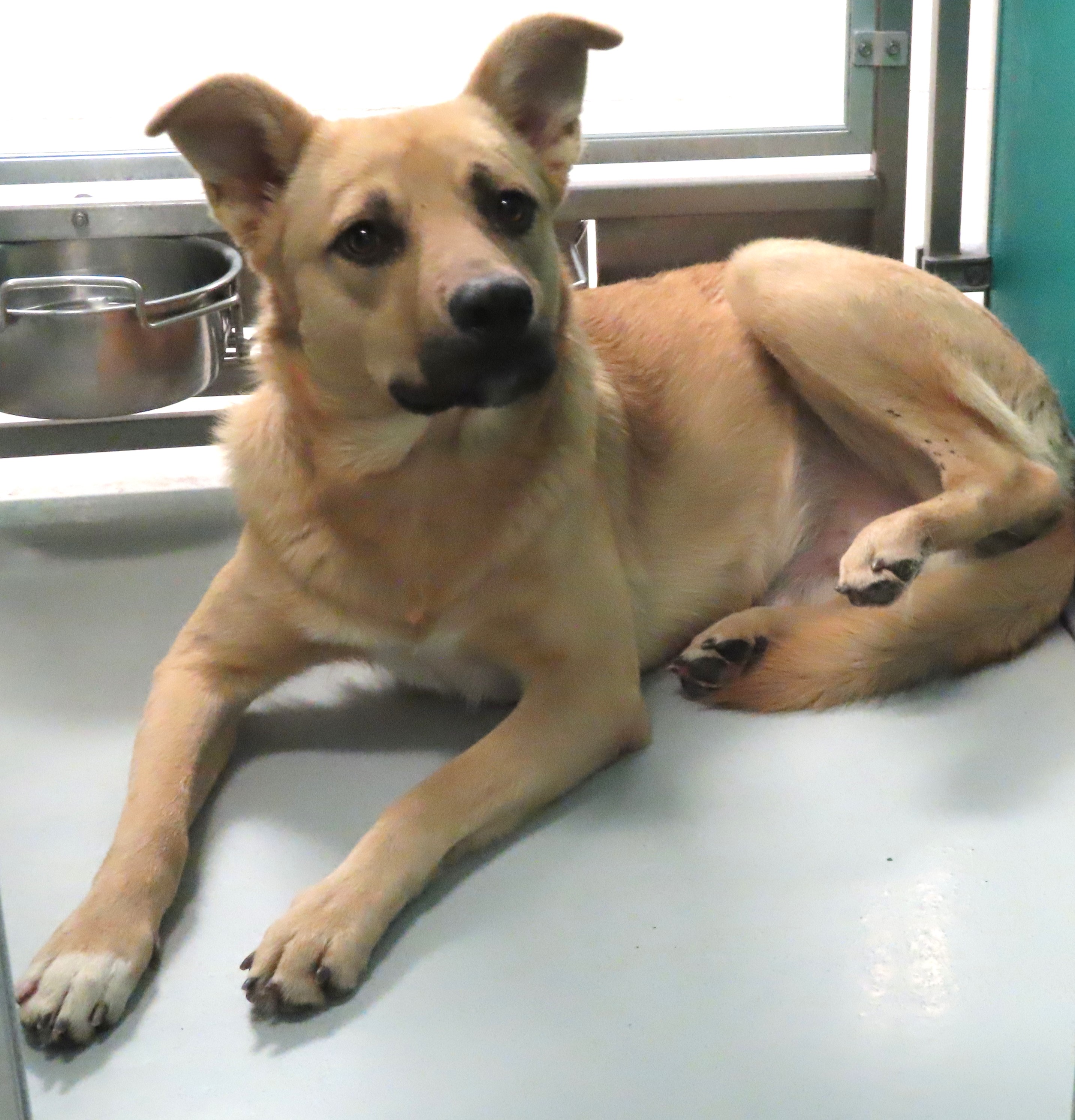 Dog for adoption ORION 441849 LovesTummyRubs!, a Yellow Labrador