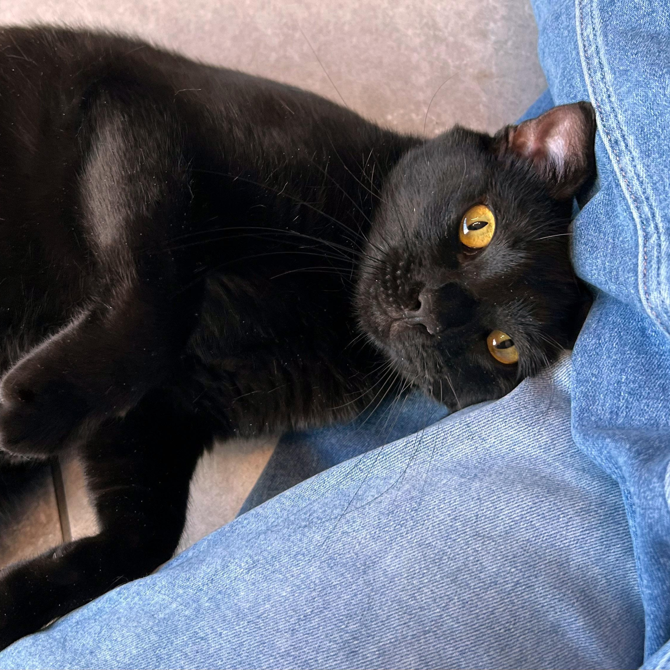 Moe, an adopted mixed breed in Chicago, IL image 1/6