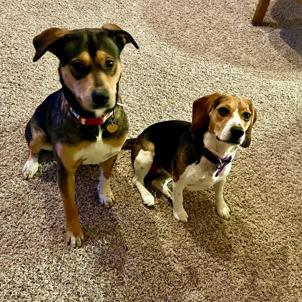 Mumsy, Adoptable, Adult Female Beagle & Mixed Breed.